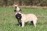 BOULEDOGUE FRANCAIS 633